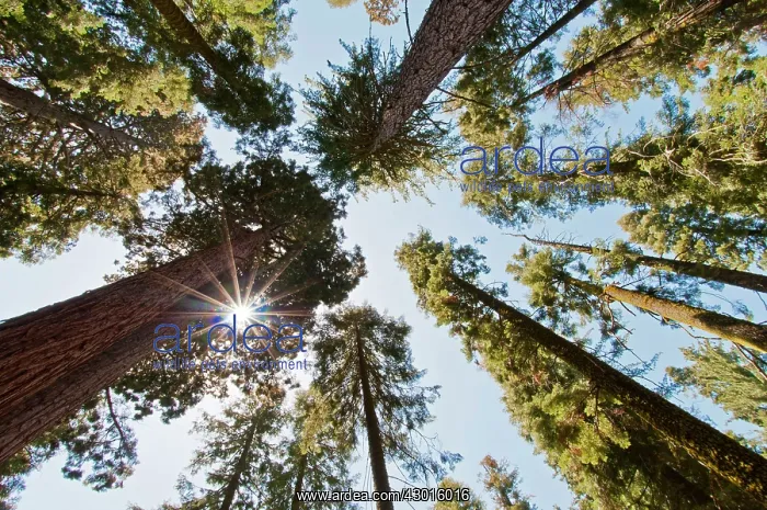  : Sequoia Trees