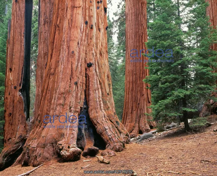 : SEQUOIA / Wellingtonia / Sierra / Giant Redwood Tree : SEQUOIA / Wellingtonia / Sierra / Giant Redwood Tree