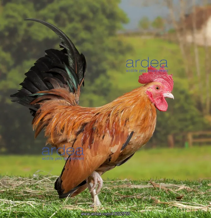 : Serama Chicken Cockerel : Serama Chicken Cockerel