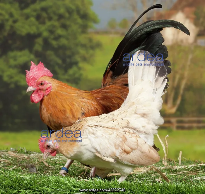  : Serama Chicken Cockerel and hen
