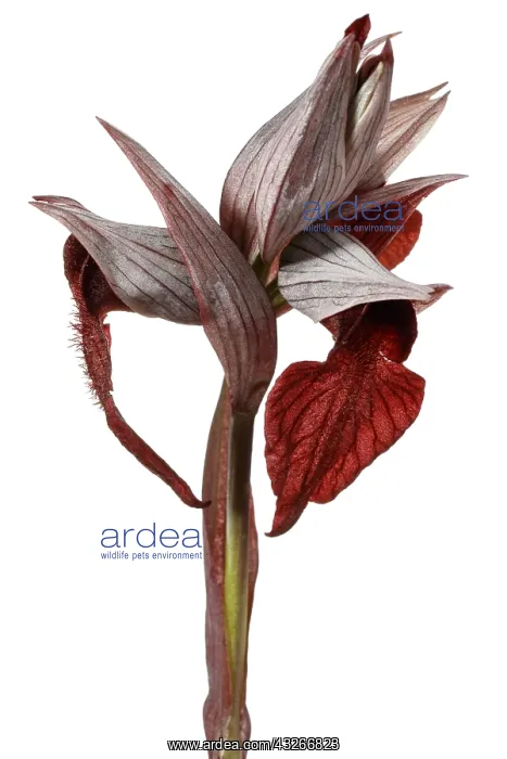  : Serapias cordigera - on white - Galicia, Spain