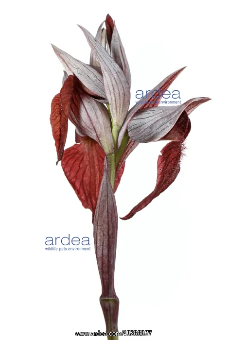  : Serapias cordigera - on white - Galicia, Spain