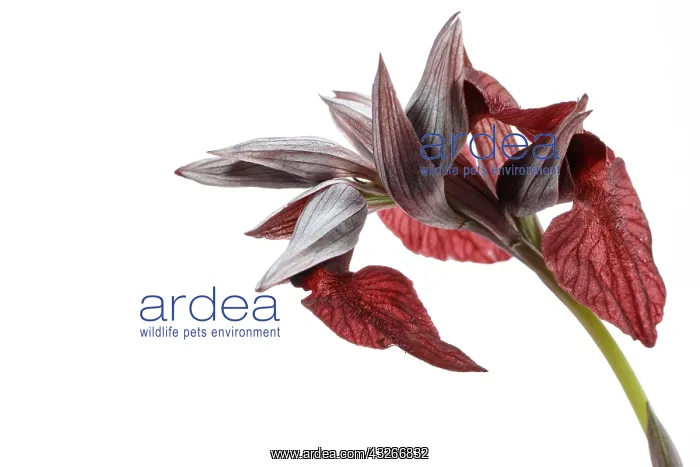 : Serapias cordigera - on white - Galicia, Spain : Serapias cordigera - on white - Galicia, Spain