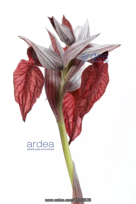 : Serapias cordigera - on white - Galicia, Spain : Serapias cordigera - on white - Galicia, Spain