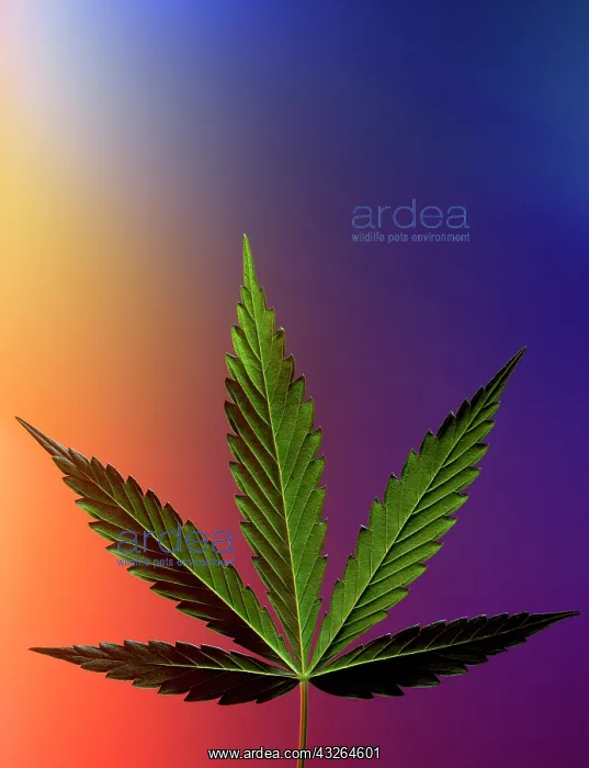 : Serbia, Belgrade. Marijuana leaf : Serbia, Belgrade. Marijuana leaf