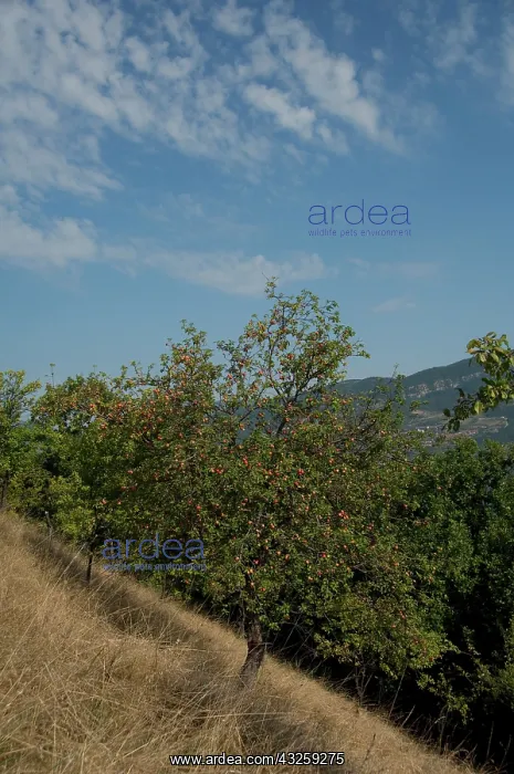 : Serbia, Donji Milanovac. Port city along : Serbia, Donji Milanovac. Port city along