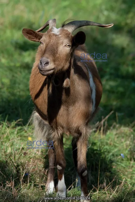 : Serbia, Donji Milanovac. Typical country : Serbia, Donji Milanovac. Typical country