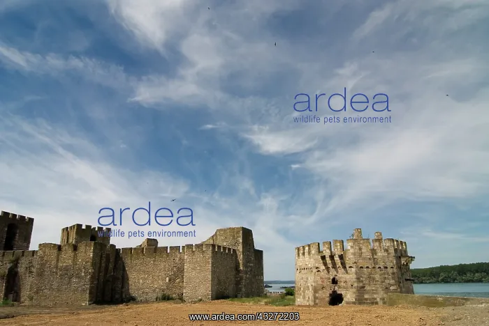 : Serbia, Smederevo along Danube river, fortress : Serbia, Smederevo along Danube river, fortress