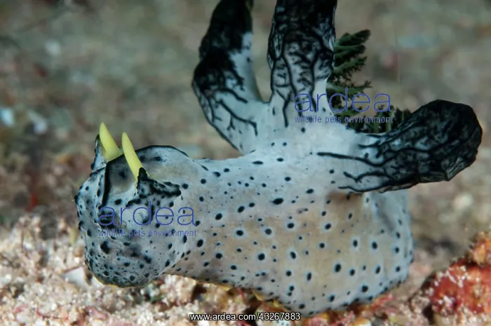 : Serena's Notodoris Nudibranch : Serena's Notodoris Nudibranch