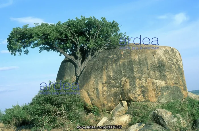 : Serengeti Kopje : Serengeti Kopje