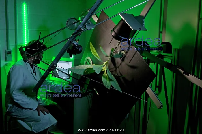 : Serge Douady using a Clinostat at night - A Clinostat : Serge Douady using a Clinostat at night - A Clinostat