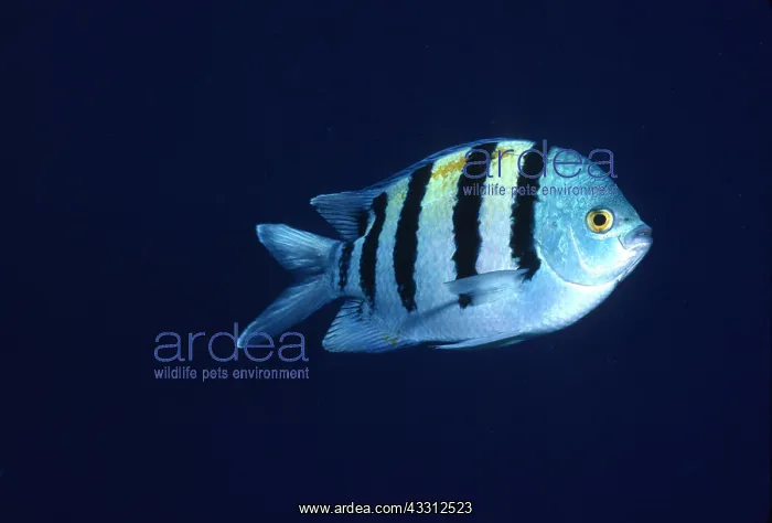 : SERGEANT MAJOR FISH : SERGEANT MAJOR FISH