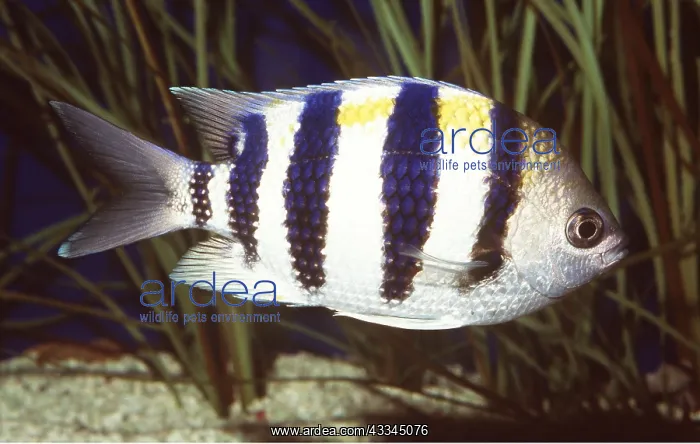: SERGEANT MAJOR FISH : SERGEANT MAJOR FISH
