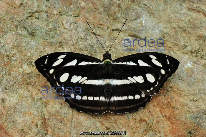 : Sergeant - Nymphalid butterfly : Sergeant - Nymphalid butterfly