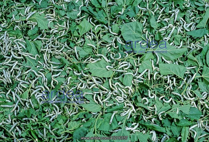 : Sericulture: Silkworm-rearing in Cambodia : Sericulture: Silkworm-rearing in Cambodia