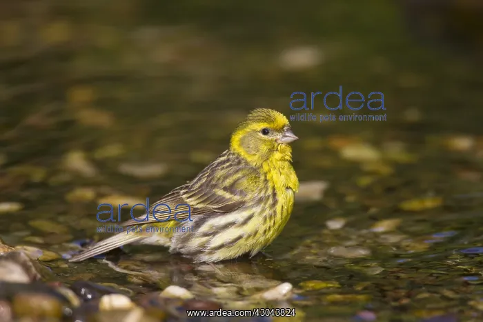  : Serin - bathing male - Germany