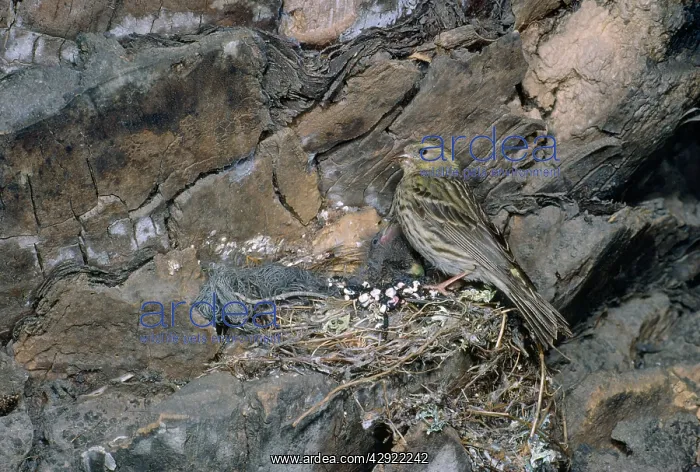 : Serin - female at nest : Serin - female at nest