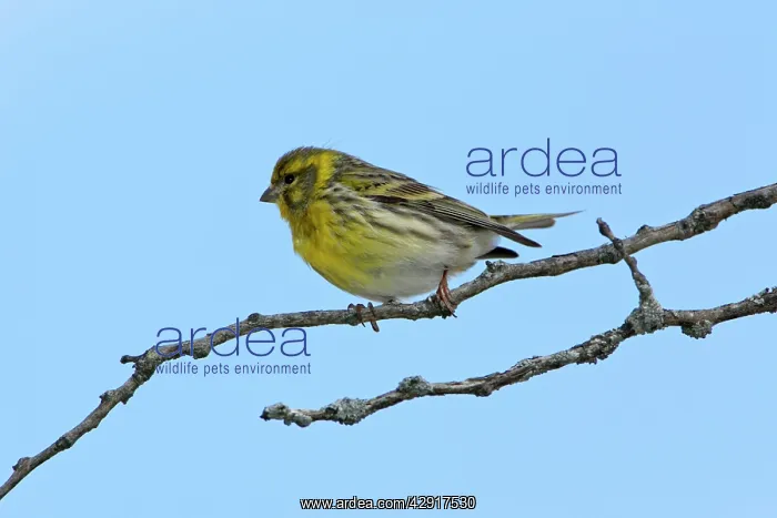 : Serin - male bird on branch : Serin - male bird on branch