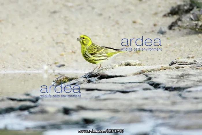 : Serin - male drinking from river : Serin - male drinking from river