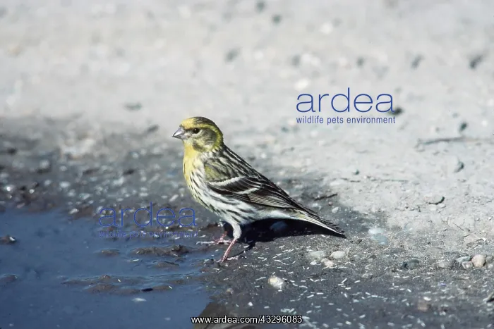 : SERIN - near edge of water : SERIN - near edge of water