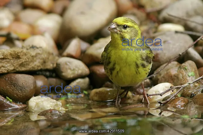  : Serin (Serinus serinus). Lorraine, France