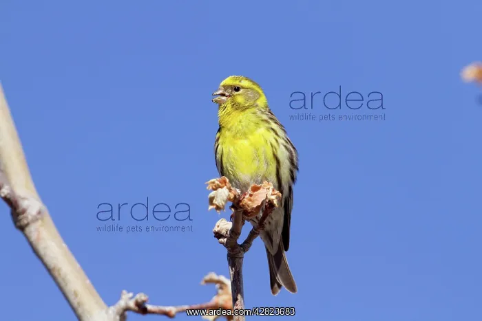  : Serin (Serinus serinus). Spain
