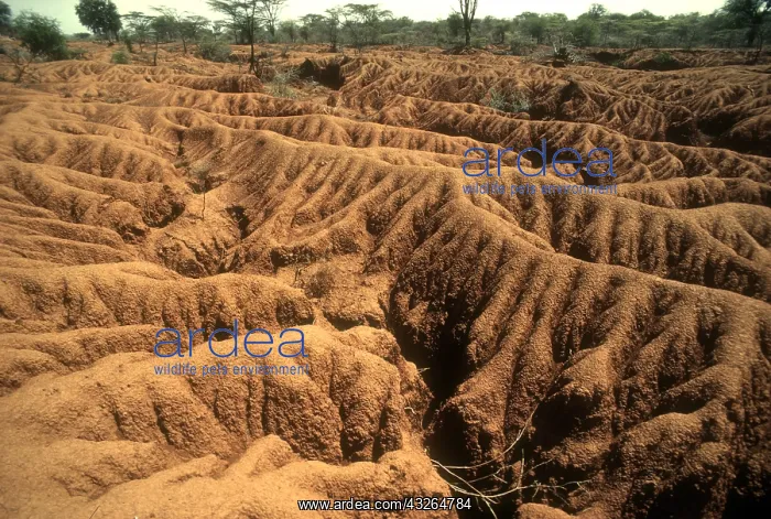 : Seriously degraded denuded land following serious : Seriously degraded denuded land following serious