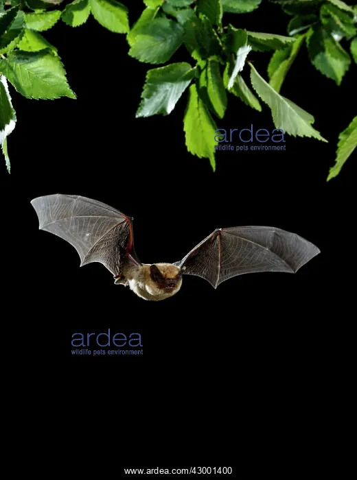 : Serotine Bat in flight at night : Serotine Bat in flight at night