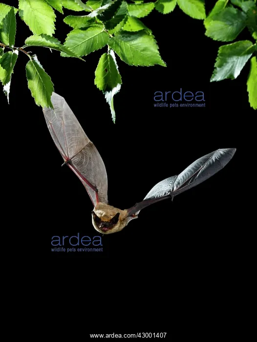: Serotine Bat in flight at night : Serotine Bat in flight at night