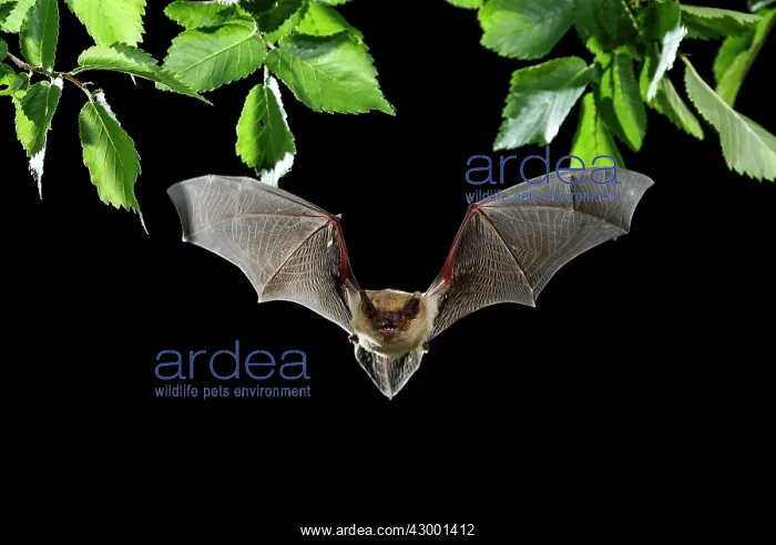: Serotine Bat in flight at night : Serotine Bat in flight at night