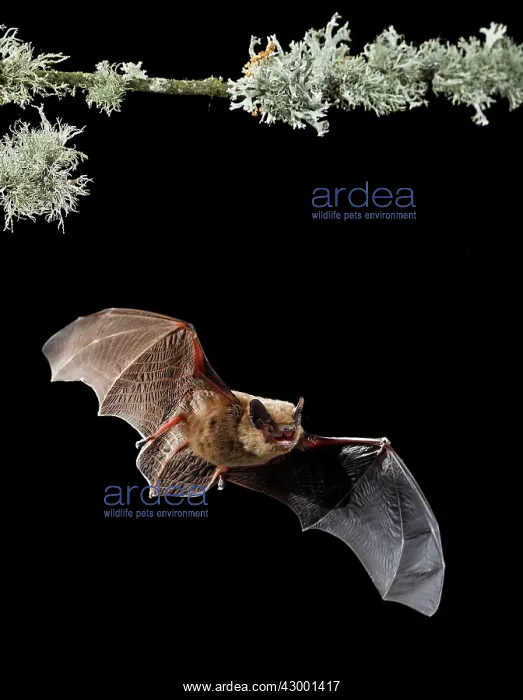 : Serotine Bat in flight at night : Serotine Bat in flight at night