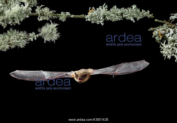 : Serotine Bat in flight at night : Serotine Bat in flight at night