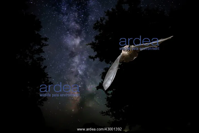 : Serotine Bat in flight at night with the Milky Way : Serotine Bat in flight at night with the Milky Way