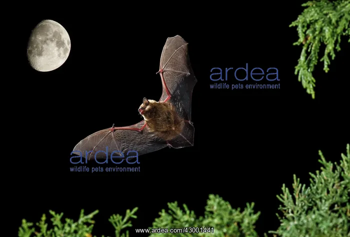 : Serotine Bat in flight at night with the Moon in background : Serotine Bat in flight at night with the Moon in background