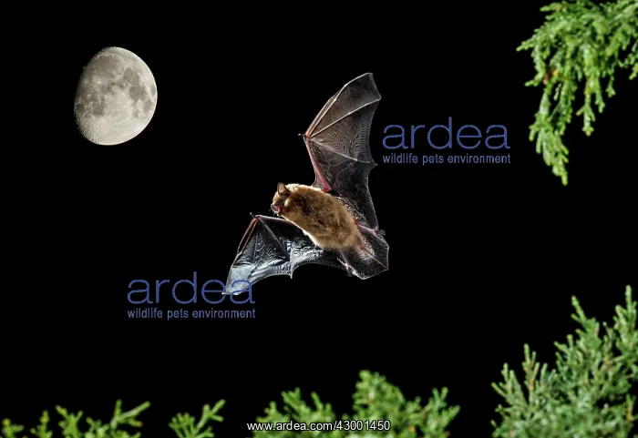 : Serotine Bat in flight at night with the Moon in background : Serotine Bat in flight at night with the Moon in background