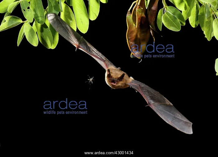 : Serotine Bat in flight at night with prey : Serotine Bat in flight at night with prey