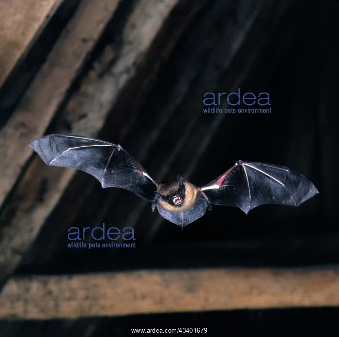: Serotine Bat - in flight in rafters : Serotine Bat - in flight in rafters