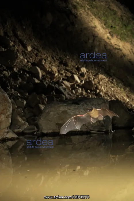 : Serotine Bat - in flight above a temporary pond : Serotine Bat - in flight above a temporary pond
