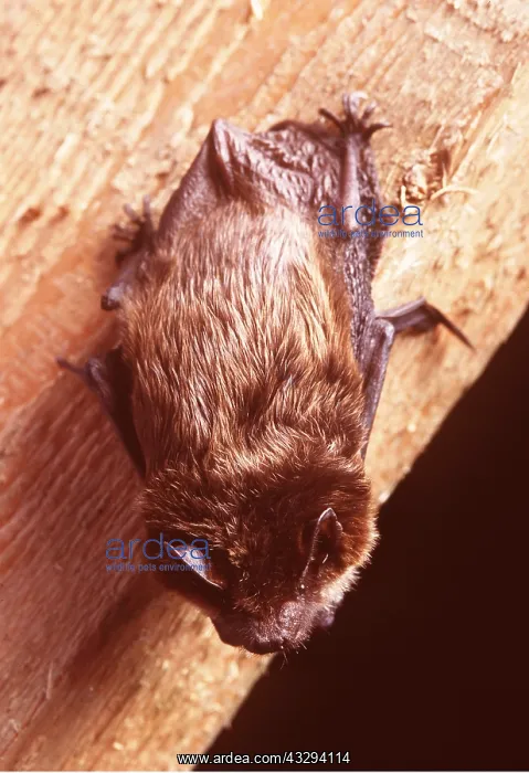 : SEROTINE BAT - hanging on wood beam : SEROTINE BAT - hanging on wood beam
