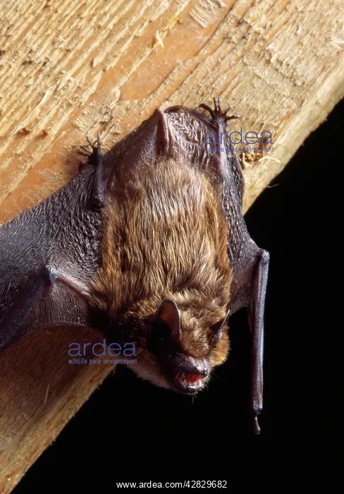 : SEROTINE BAT - hangs on wood beam : SEROTINE BAT - hangs on wood beam