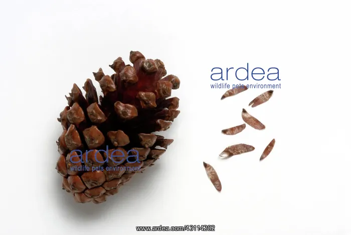 : Serotinous Pine Cone : Serotinous Pine Cone