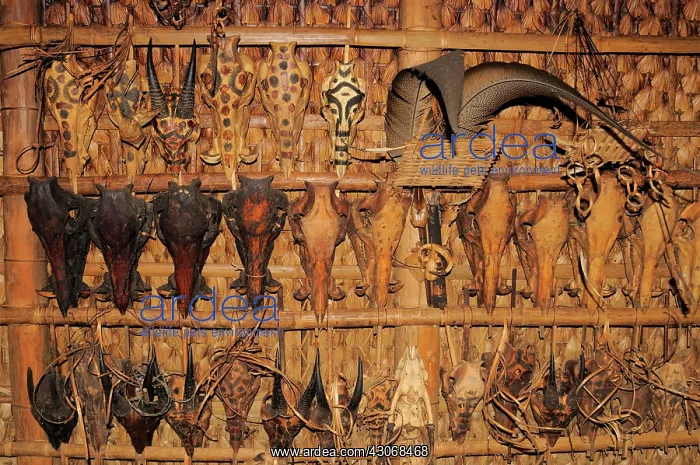 : Serow and wild boar skulls : Serow and wild boar skulls