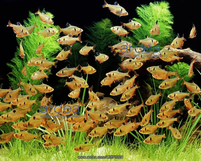 : Serpae Tetra - Shoal. Freshwater Aquarium Fish : Serpae Tetra - Shoal. Freshwater Aquarium Fish