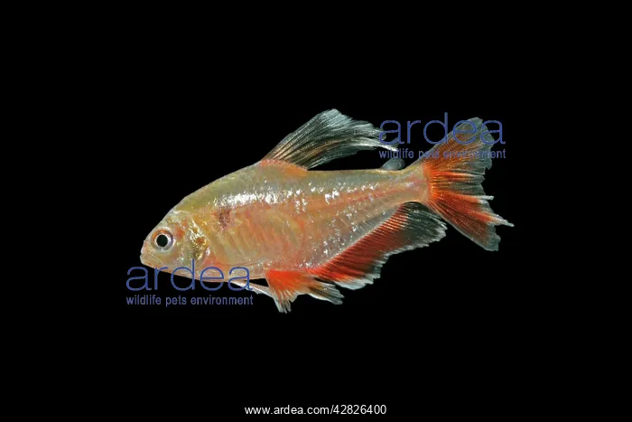 : Serpai Tetra - side view