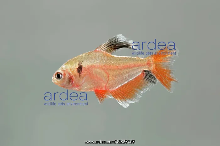 : Serpai Tetra - side view : Serpai Tetra - side view
