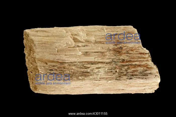 : Serpentine Asbestos Chrysotile variety (Mg3Si2O5(OH)4) : Serpentine Asbestos Chrysotile variety (Mg3Si2O5(OH)4)