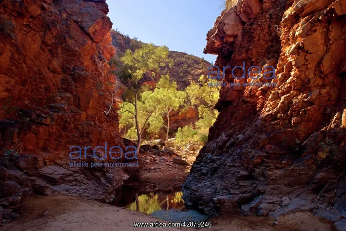 : Serpentine Gorge - towering red cliffs at the entrance : Serpentine Gorge - towering red cliffs at the entrance