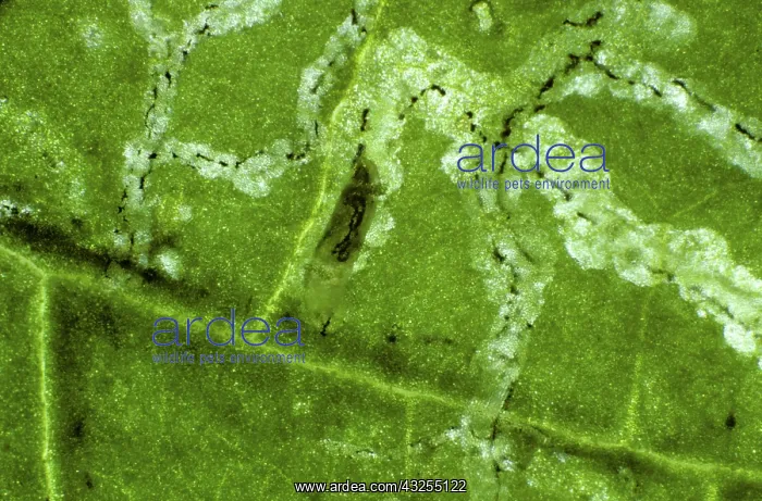 : Serpentine Leaf Miners in tomato leaf : Serpentine Leaf Miners in tomato leaf