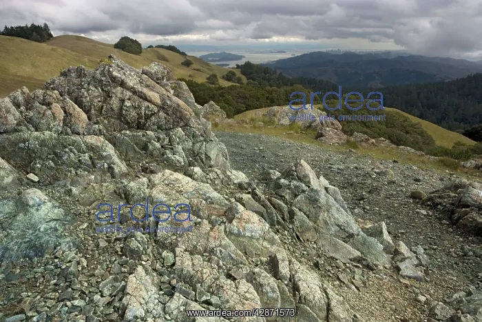 : Serpentine outcrop on Mount Tamalpais (mt. Tam) : Serpentine outcrop on Mount Tamalpais (mt. Tam)