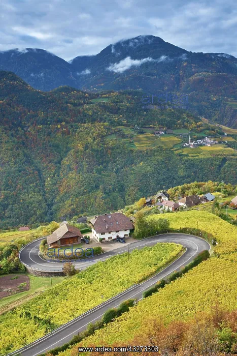 : Serpentine with vineyards in autumn at Ritten, Bolzano : Serpentine with vineyards in autumn at Ritten, Bolzano